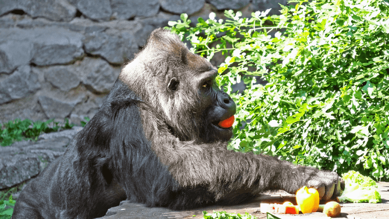 День народження горили Тоні у Києві