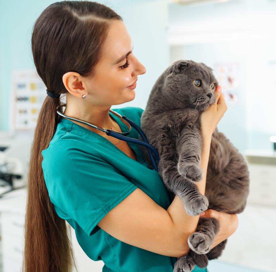 Звірополіс