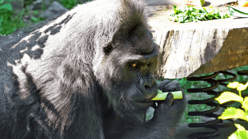 Святкування Дня народження горили у КиївЗоо