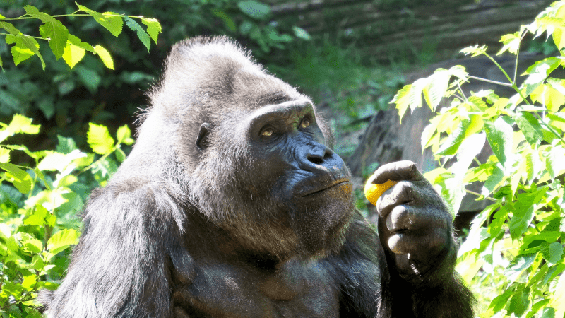 Горила із зоопарку в Києві став найстарішим