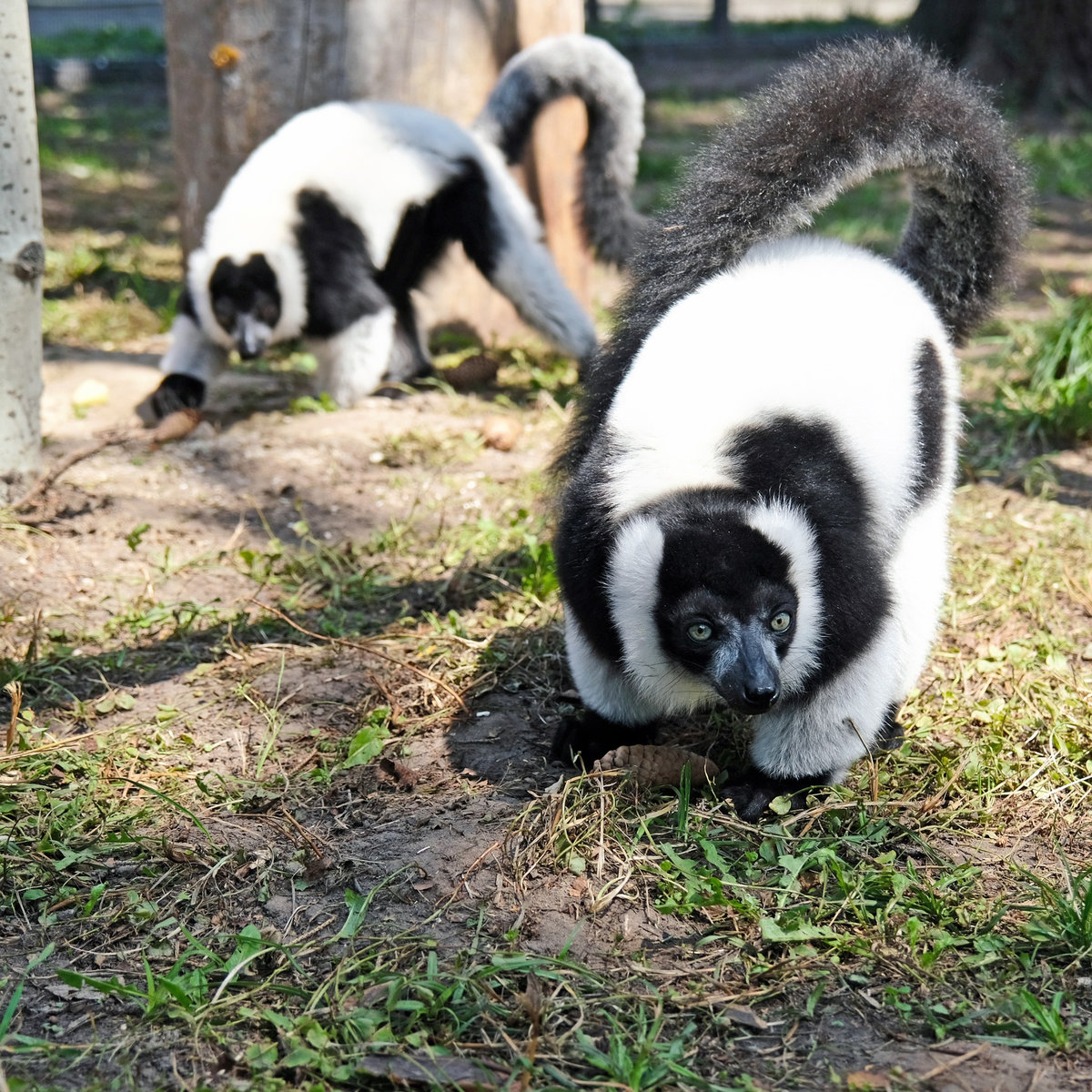 Київський зоопарк