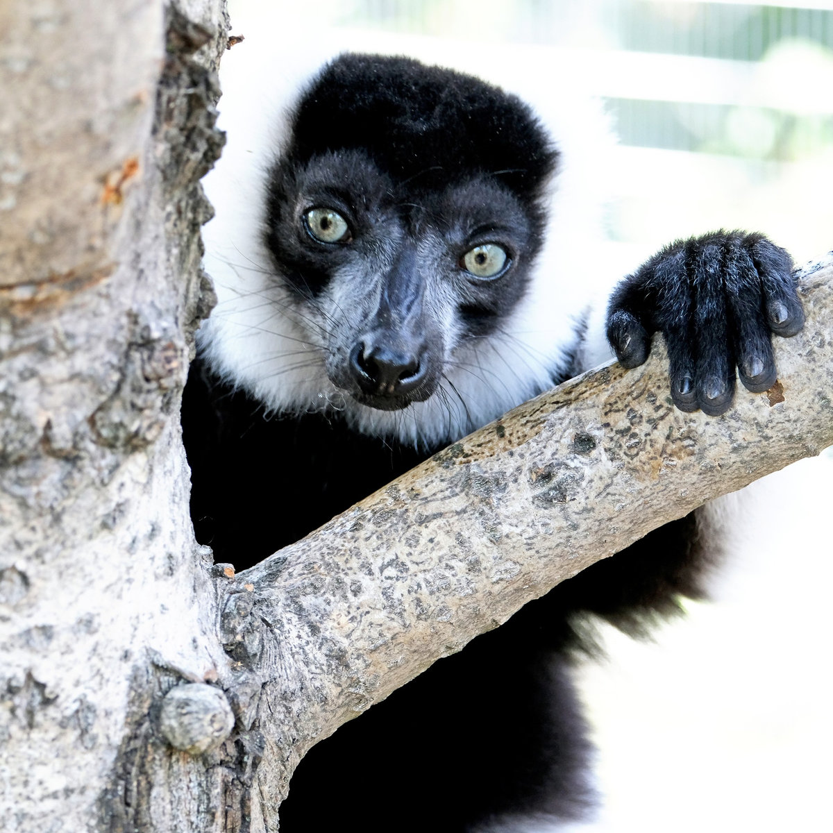 Київський зоопарк