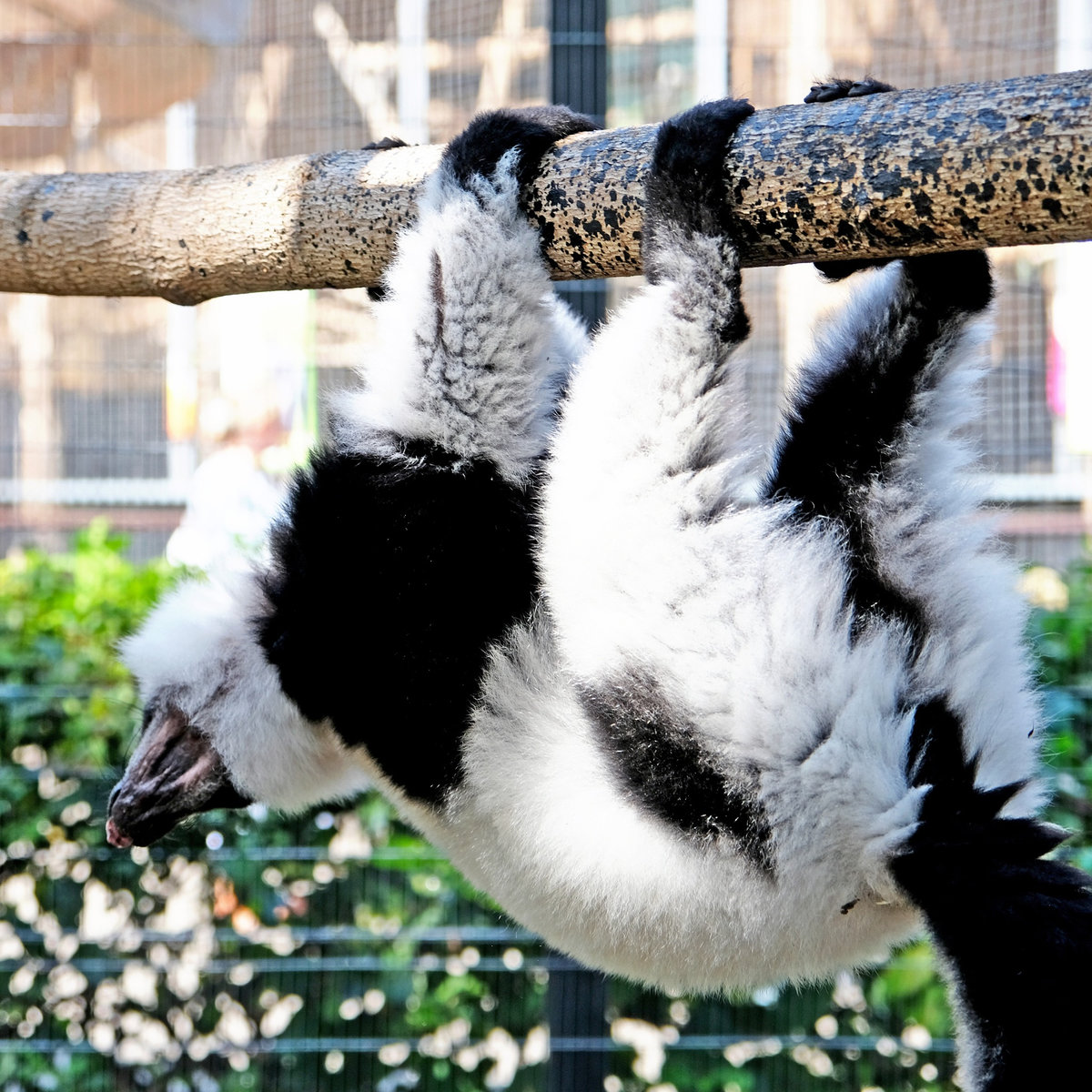 Київський зоопарк