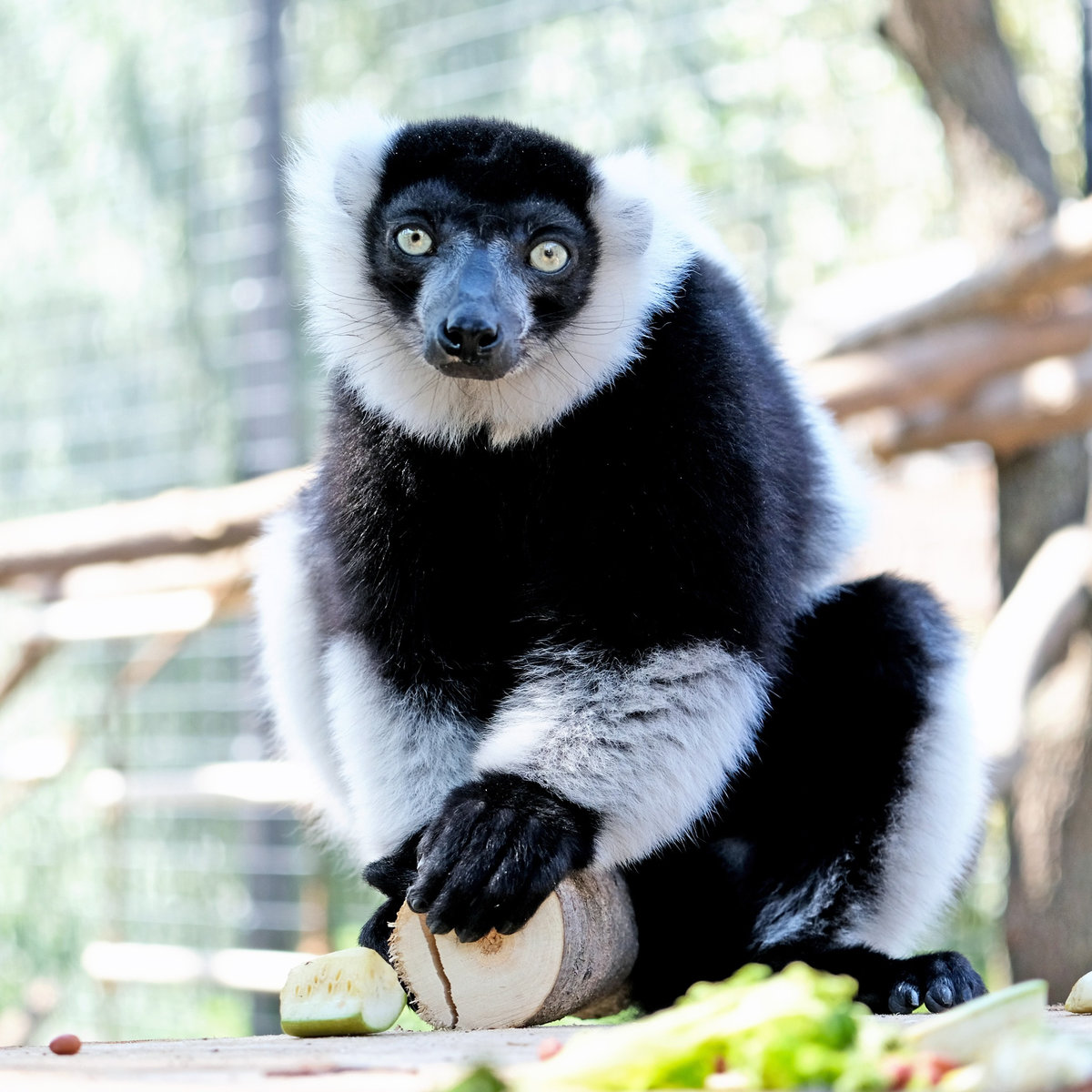 Київський зоопарк