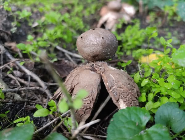 гриб у Голосіївському парку