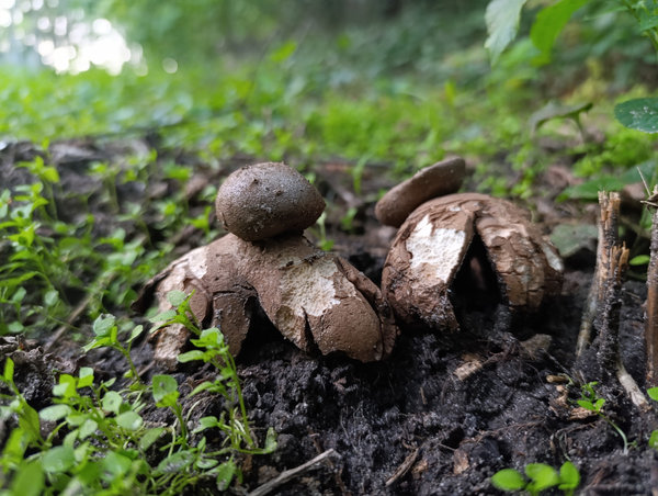 гриб у Голосіївському парку