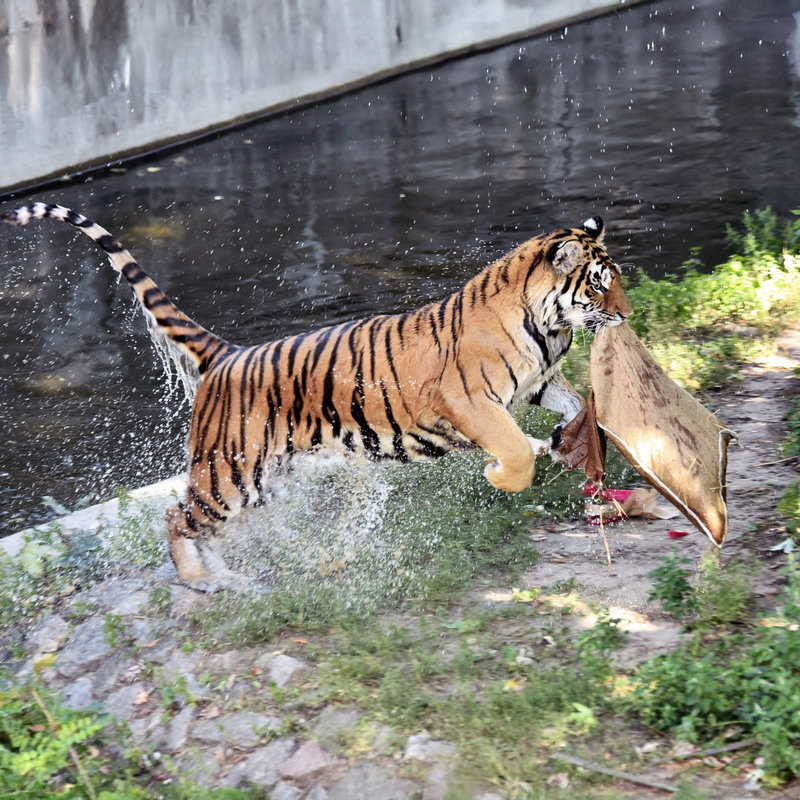 Тигри в Київському зоопарку