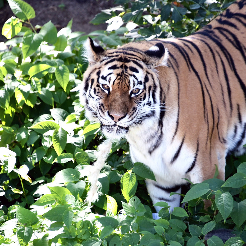 Тигри в Київському зоопарку