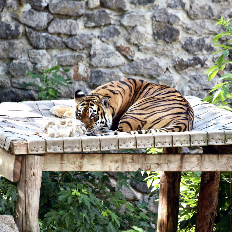 Тигри в Київському зоопарку