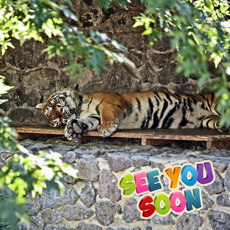 Тигри в Київському зоопарку