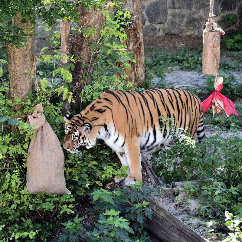 Тигри в Київському зоопарку