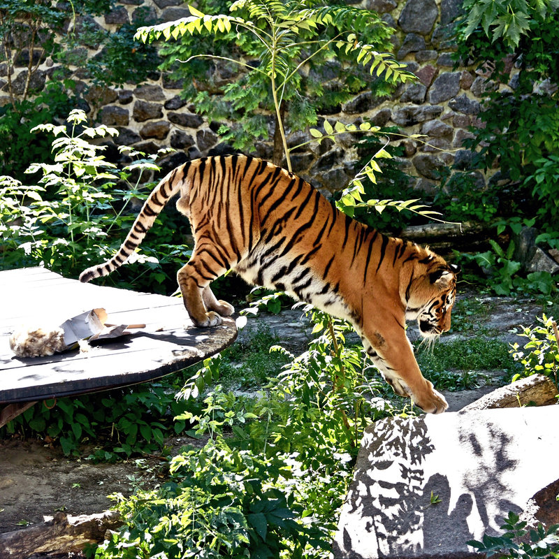 Тигри в Київському зоопарку