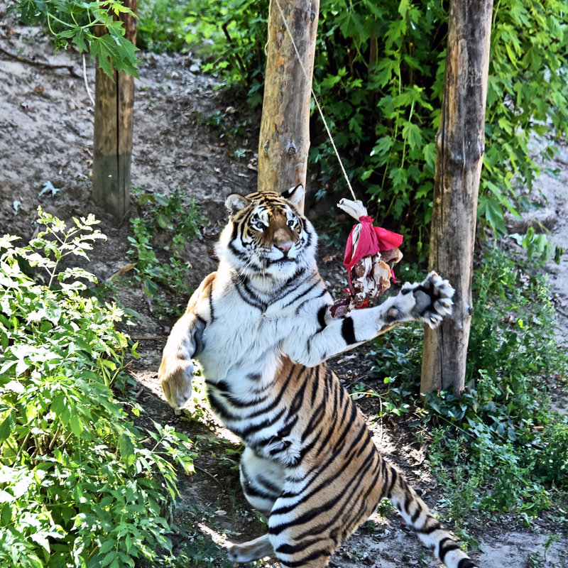 Тигри в Київському зоопарку