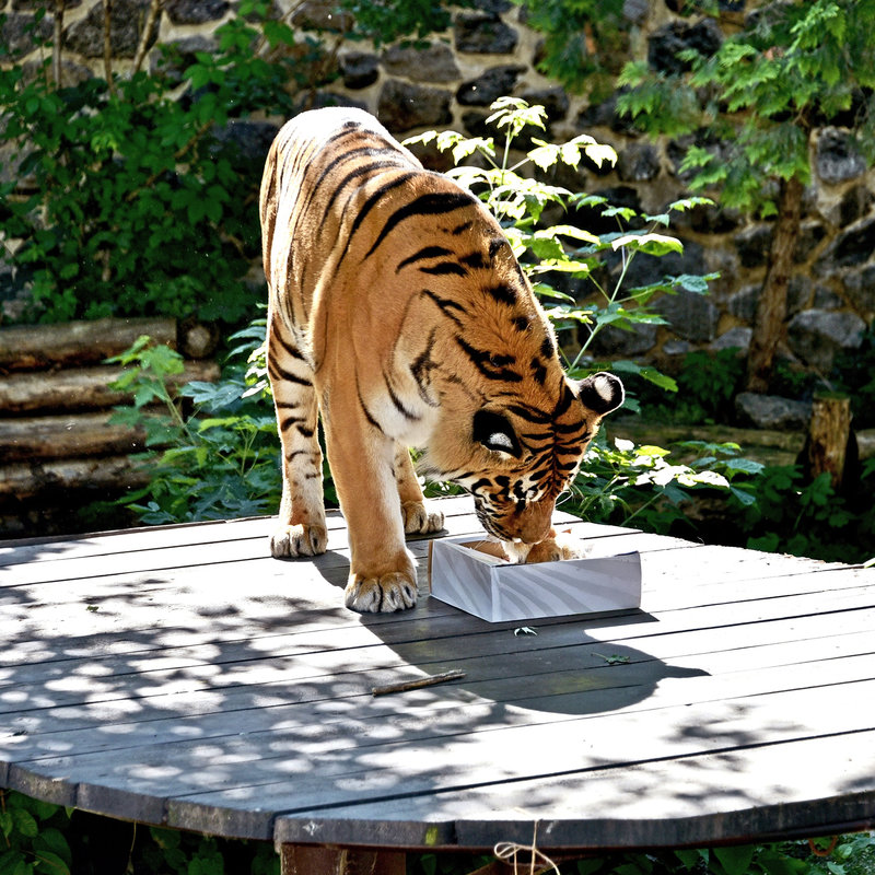 Тигри в Київському зоопарку