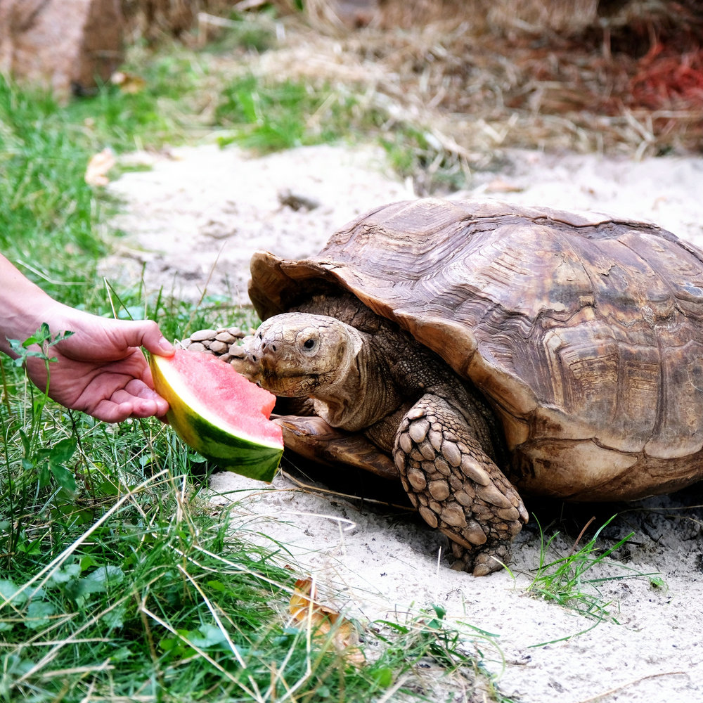 київський зоопарк
