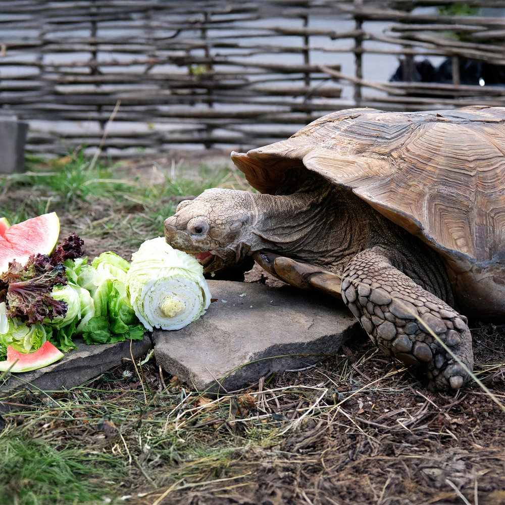 київський зоопарк