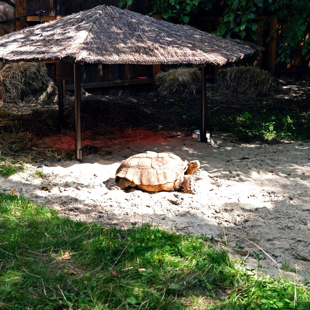 київський зоопарк