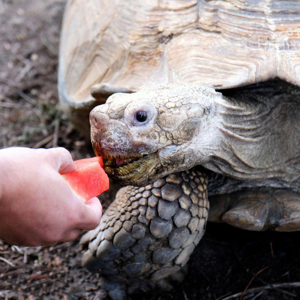 київський зоопарк