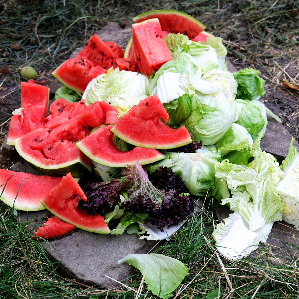 київський зоопарк