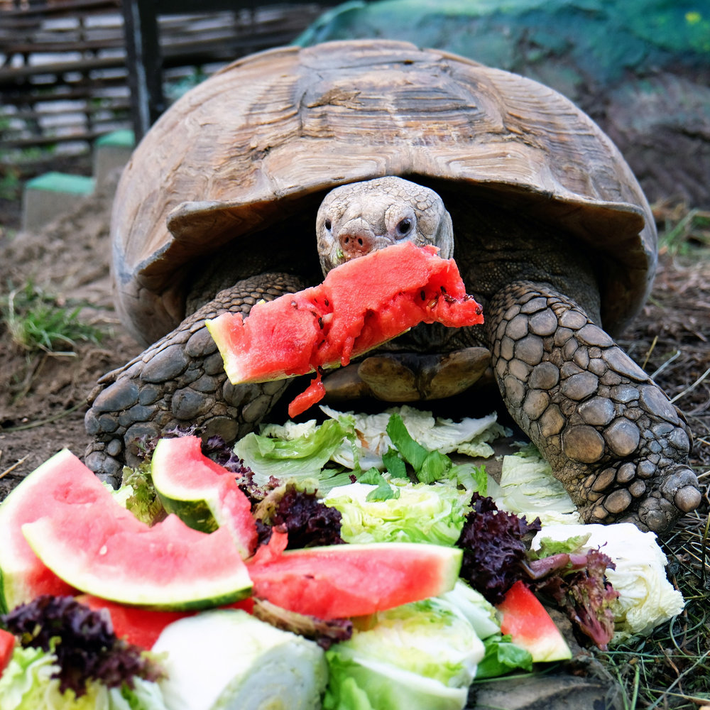 київський зоопарк