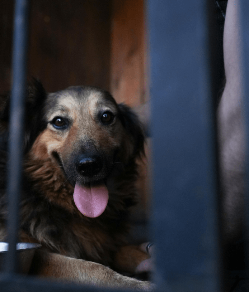 Собака Джессі повернувся до родини