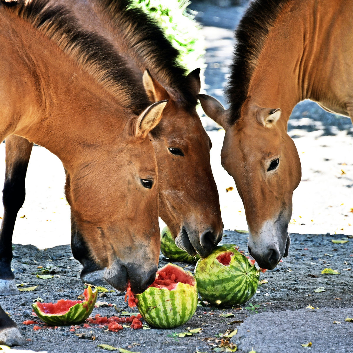 київський зоопарк
