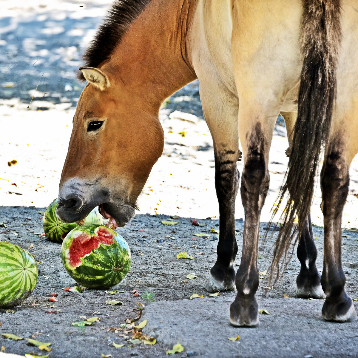 київський зоопарк