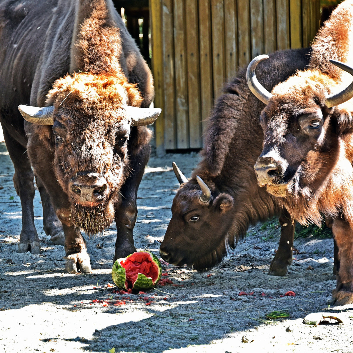 київський зоопарк