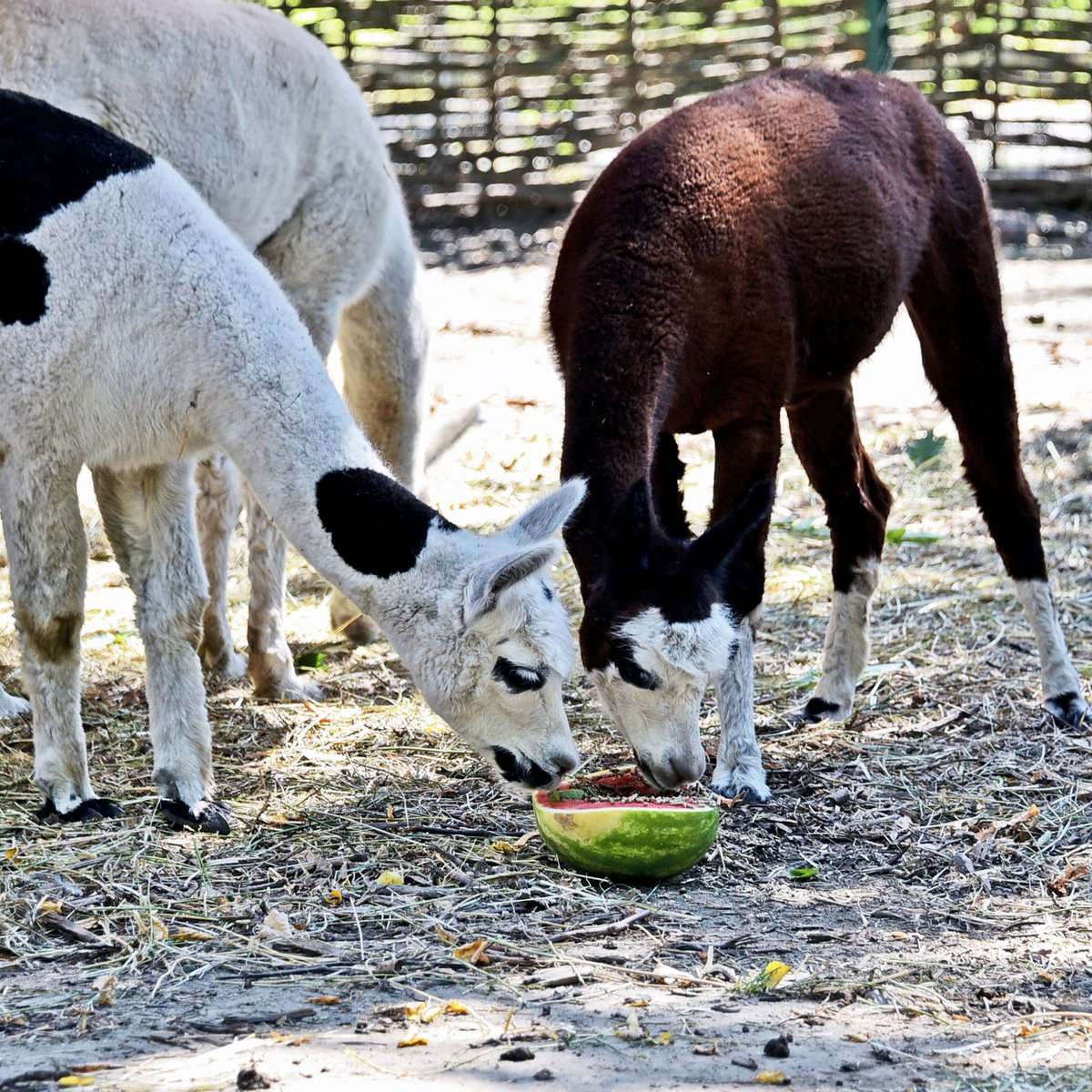 київський зоопарк