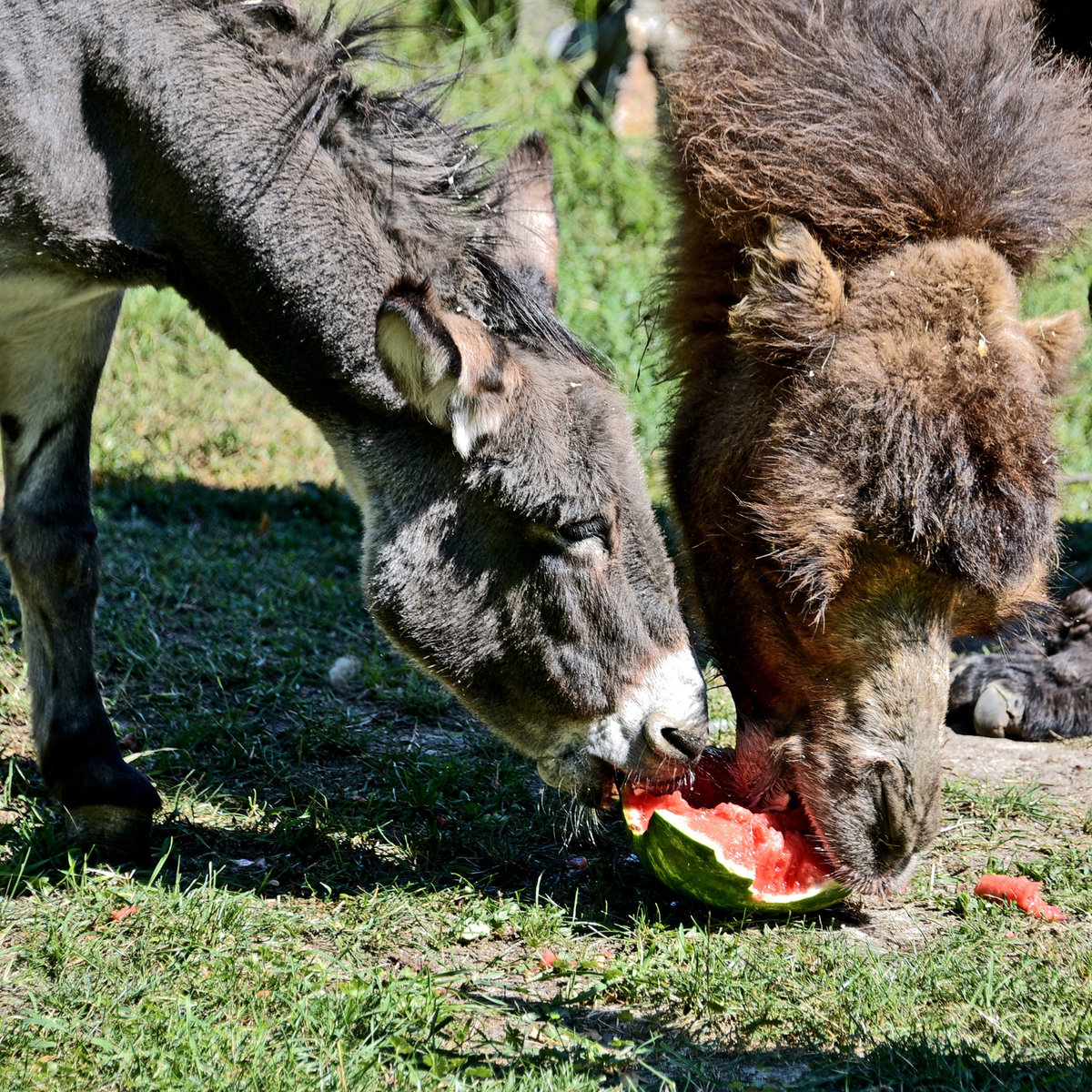 київський зоопарк