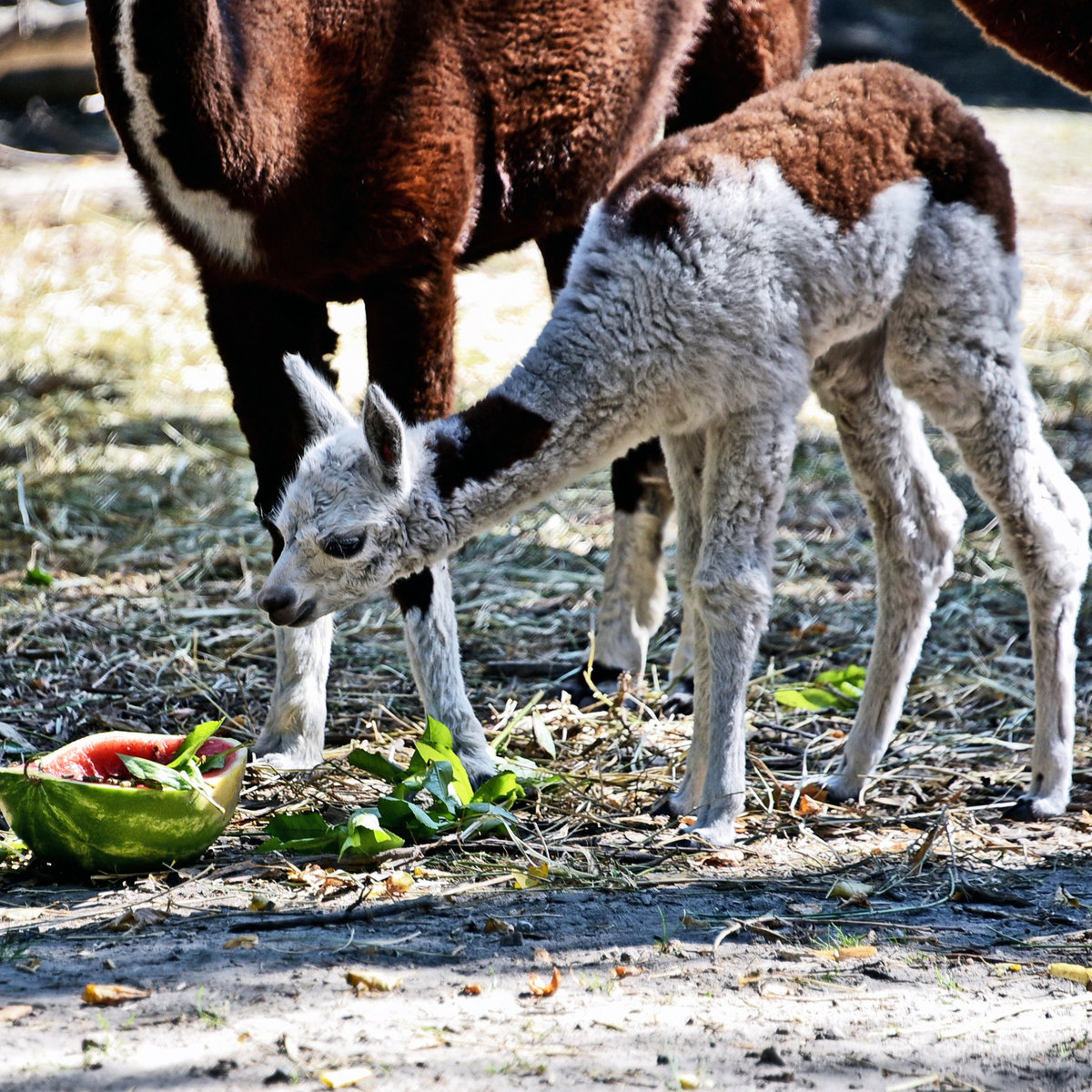київський зоопарк