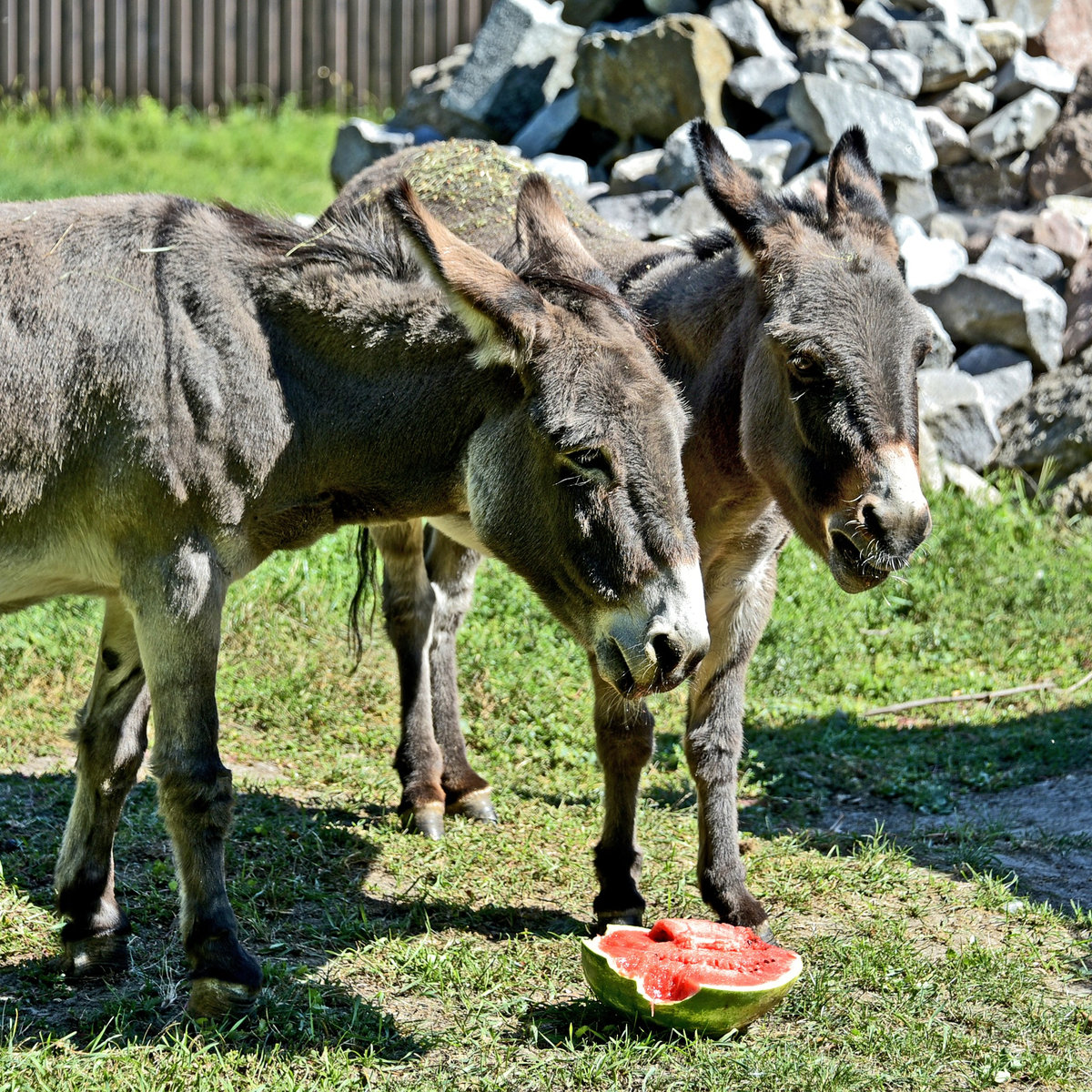 київський зоопарк