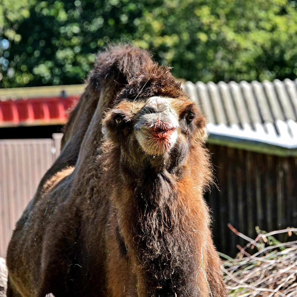 київський зоопарк