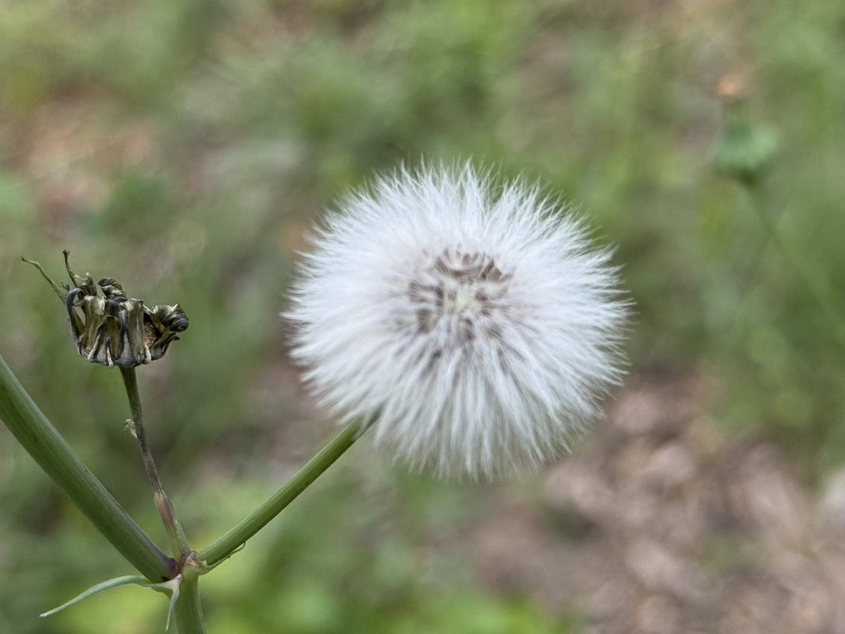 сад Міявакі