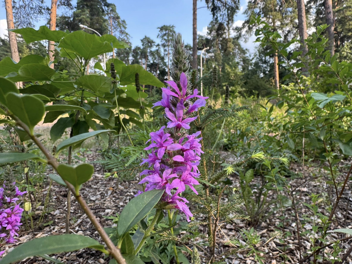 сад Міявакі