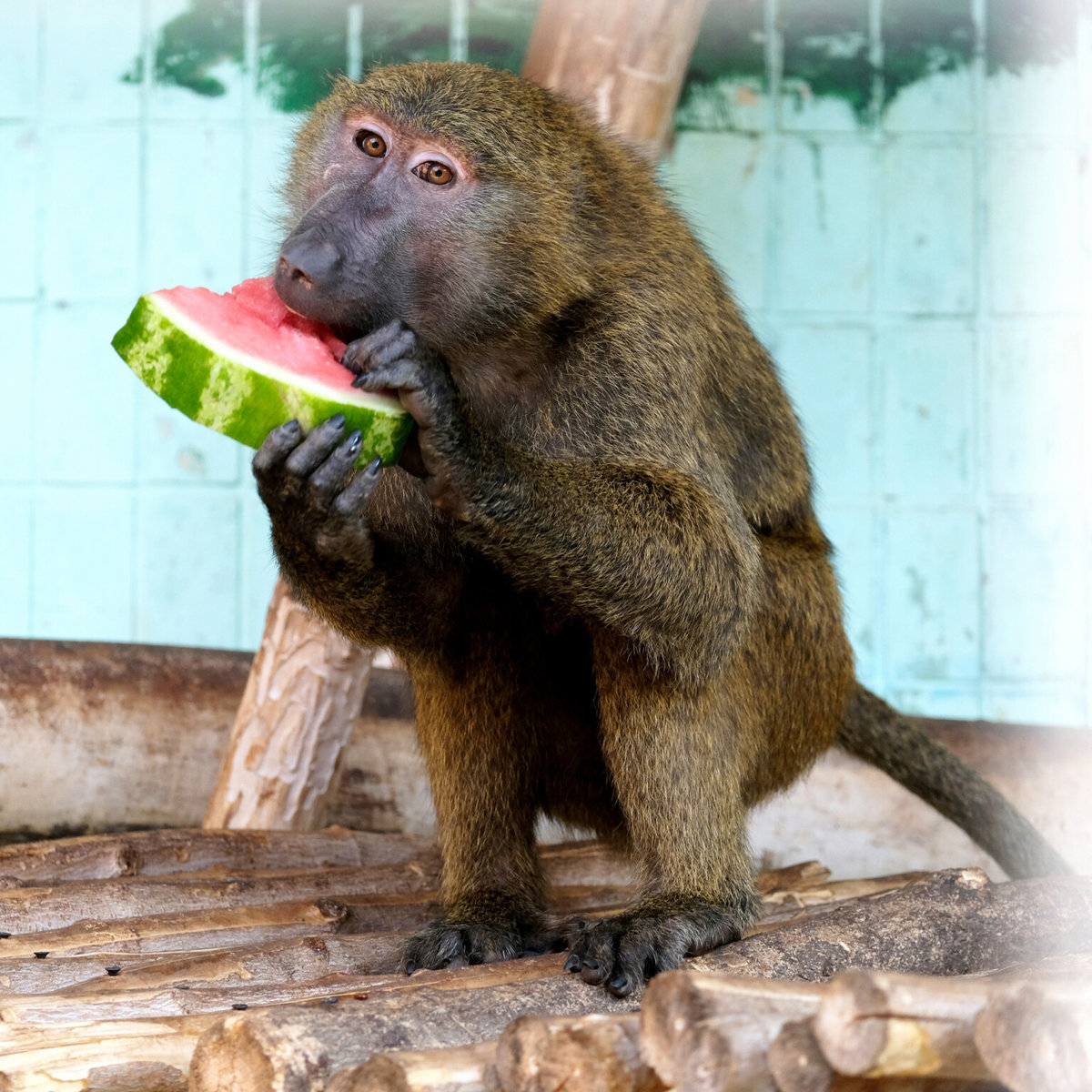 зоопарк у Києві