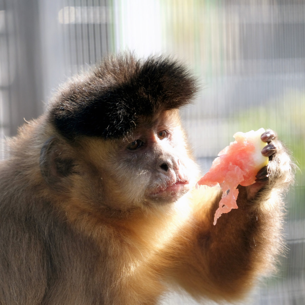 зоопарк у Києві
