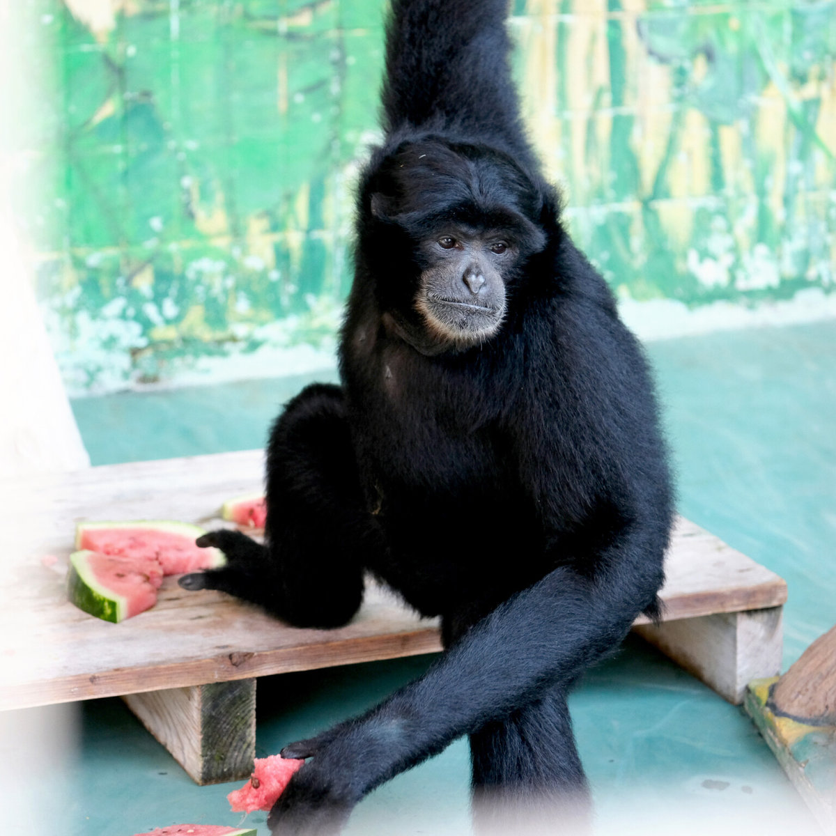 зоопарк у Києві