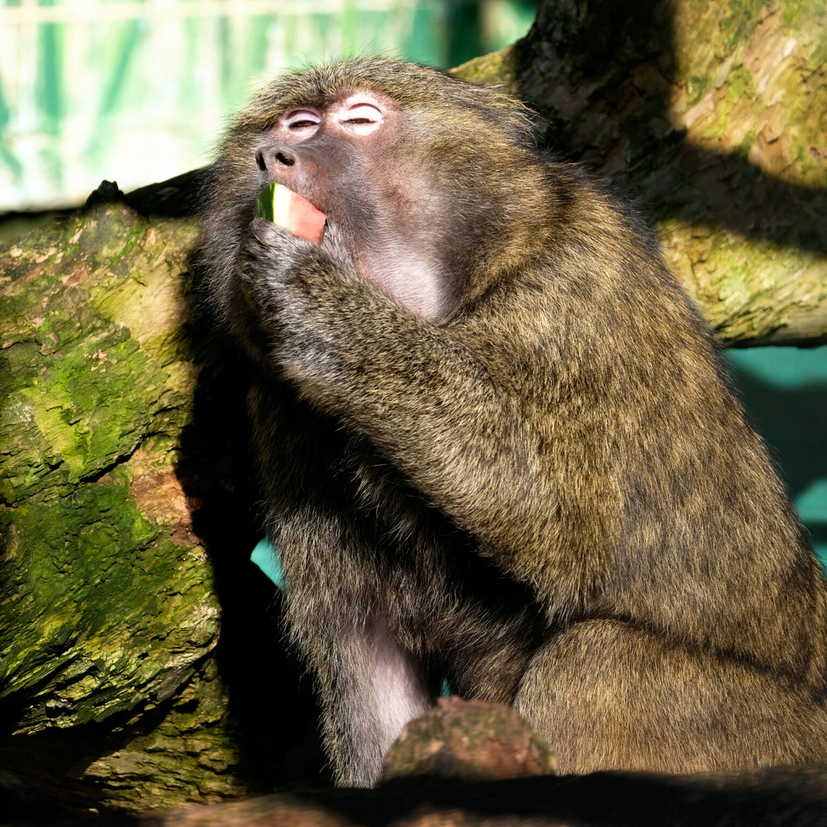 зоопарк у Києві