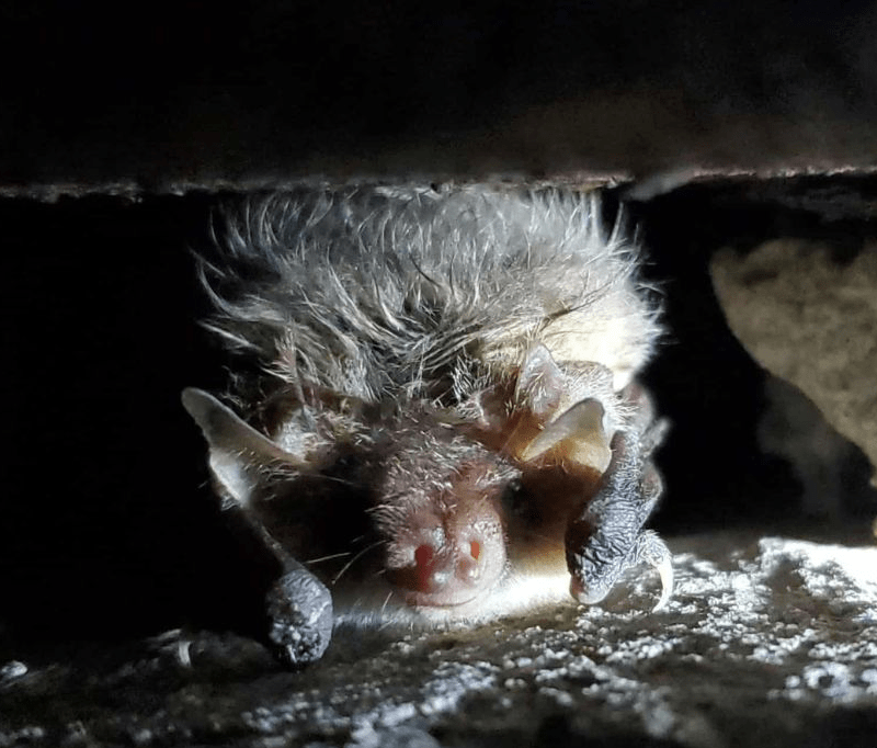 Кажани на території Чорнобиля: фото
