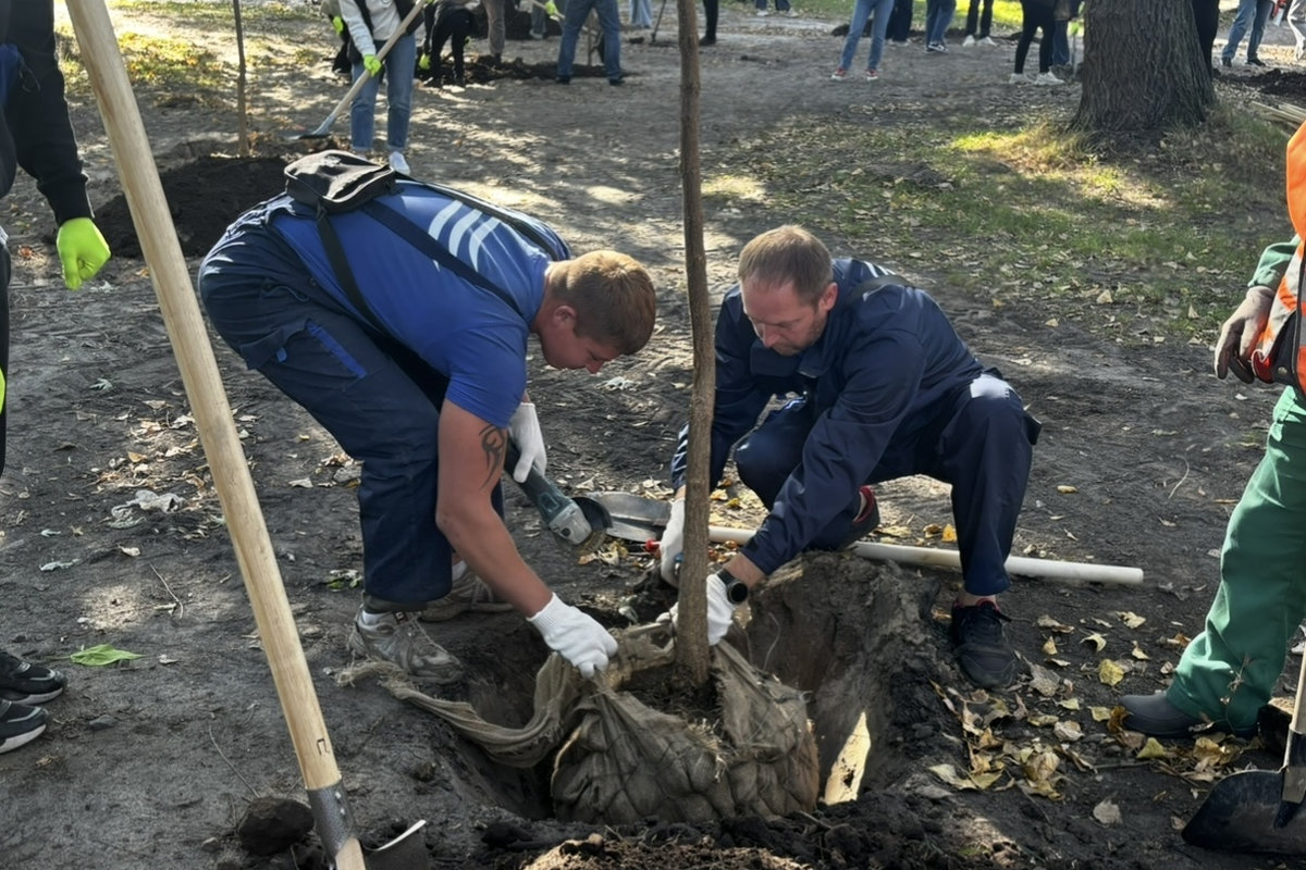 висадка катальп