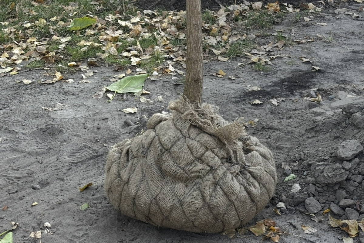 висадка катальп