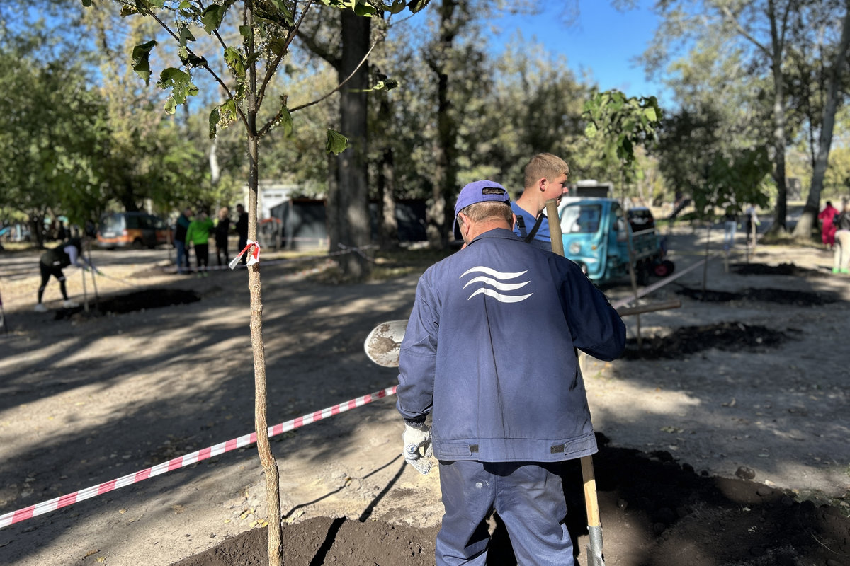 висадка катальп