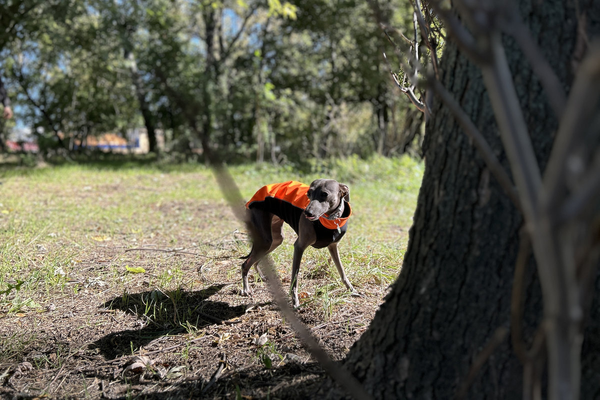 висадка катальп