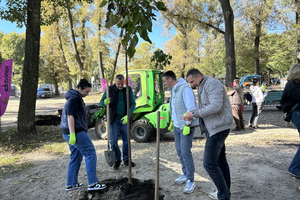 висадка катальп