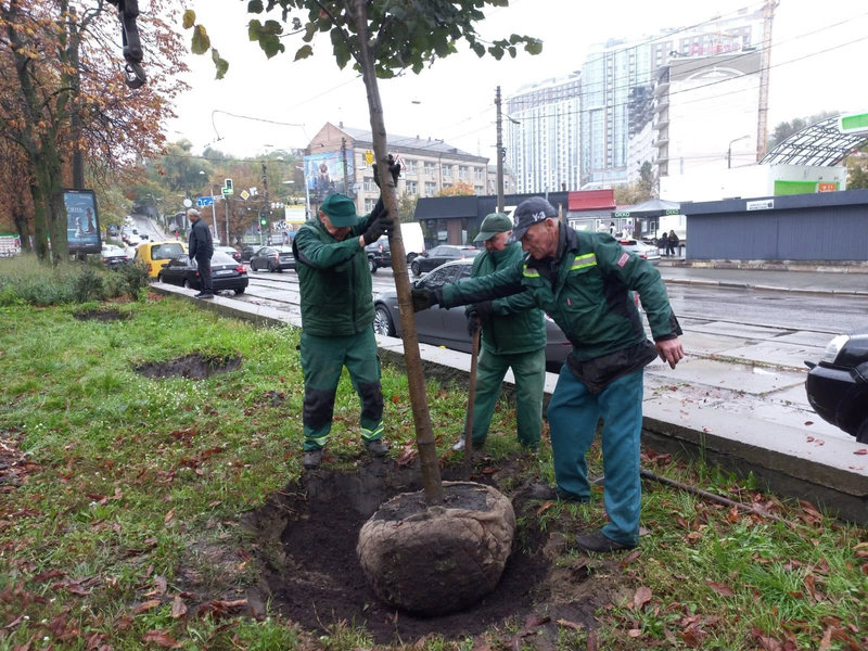 липи на Подолі
