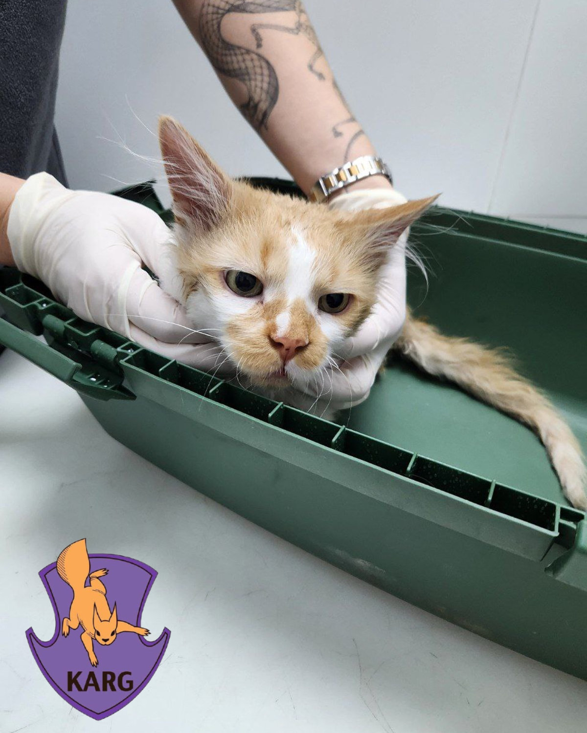 Команда порятунку тварин