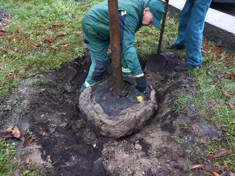 липи на Подолі