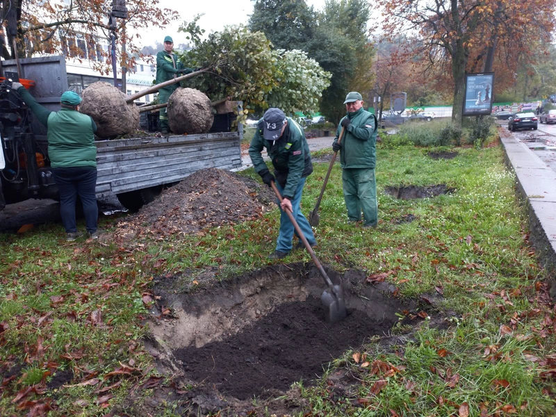 липи на Подолі