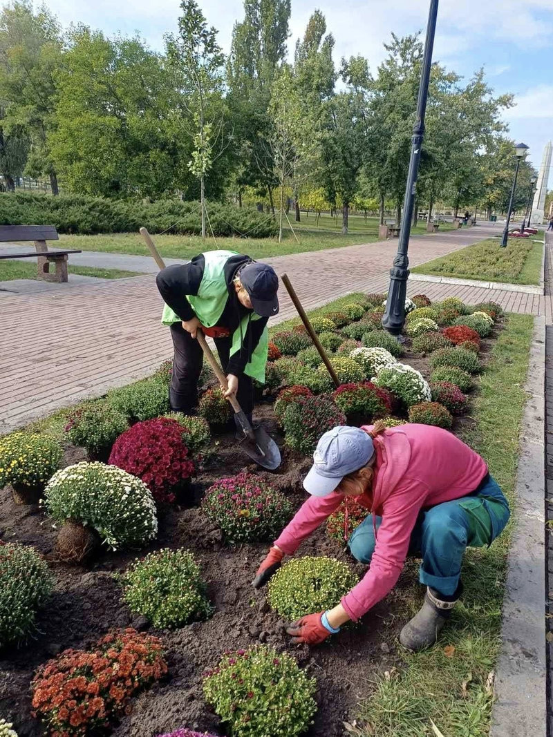 хризантеми